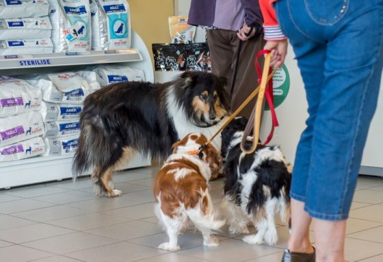 En 2021, "il vous faudra un permis pour détenir un animal
