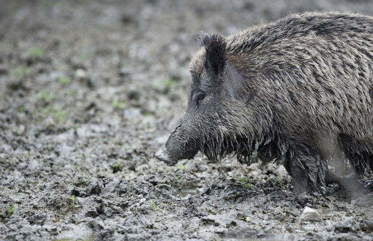 sanglier