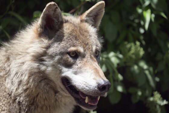 loups