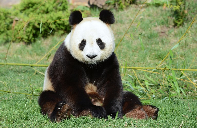 Zoo de Beauval : l'un des deux bébés pandas n'a pas survécu