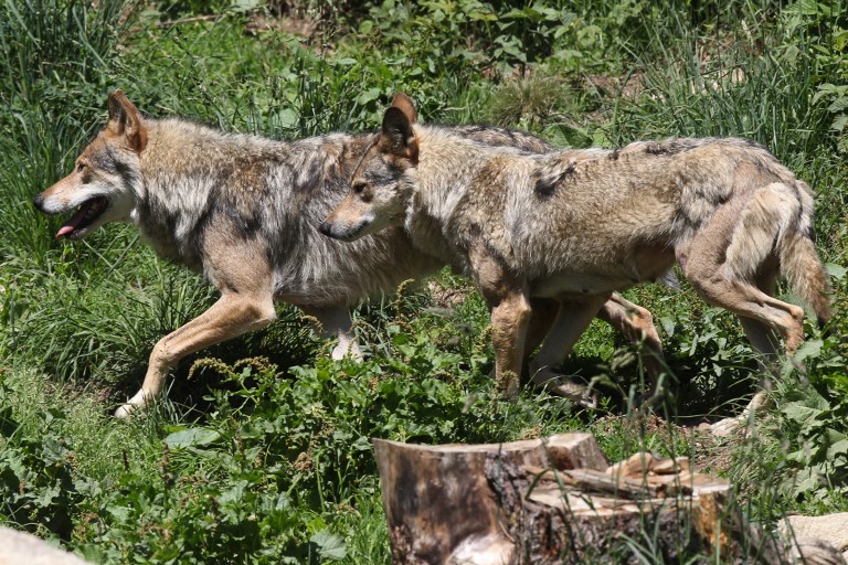 loups