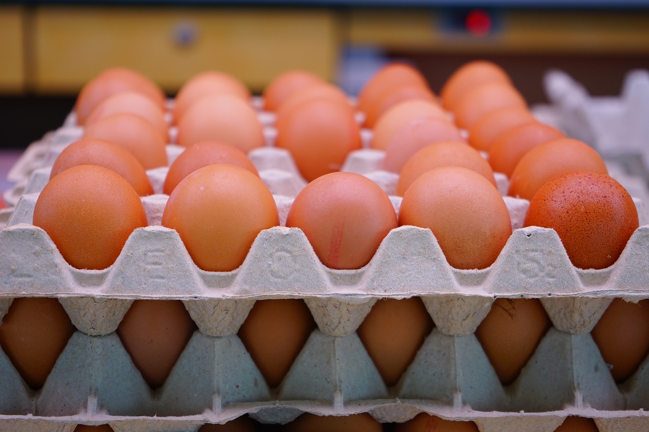 Près de 250 000 œufs contaminés au fipronil ont été "mis sur le marché" en France