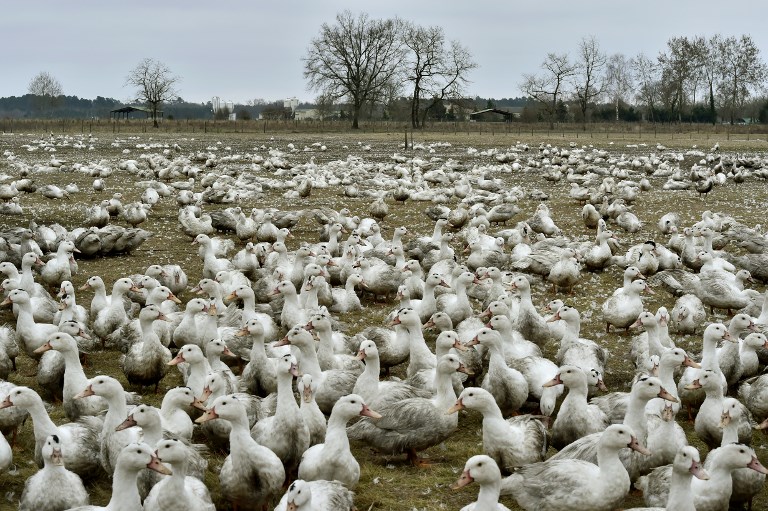 grippe aviaire canards