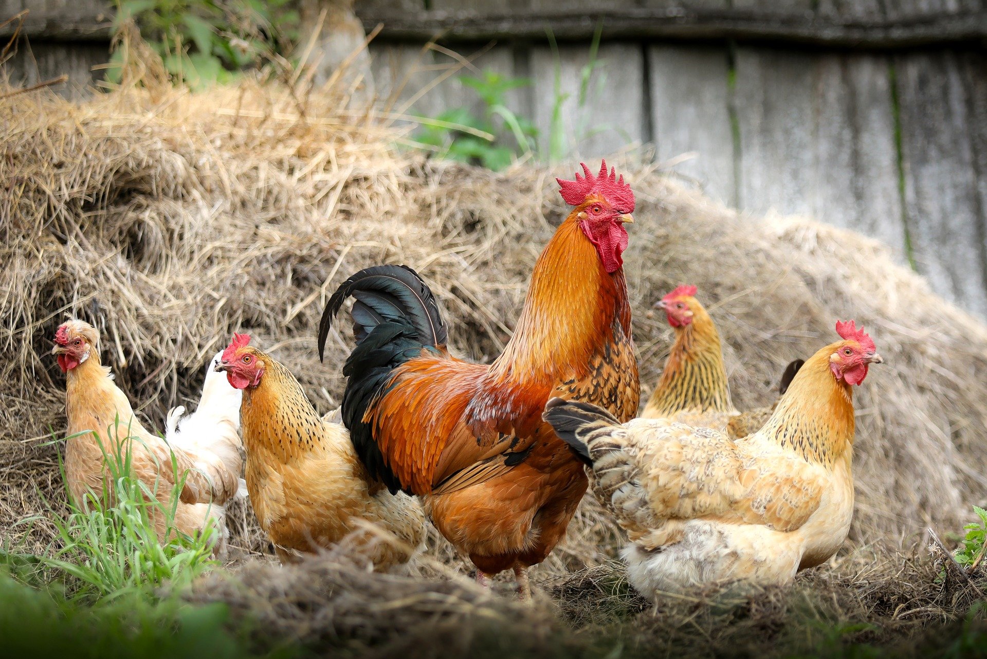 poules