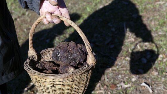 truffe