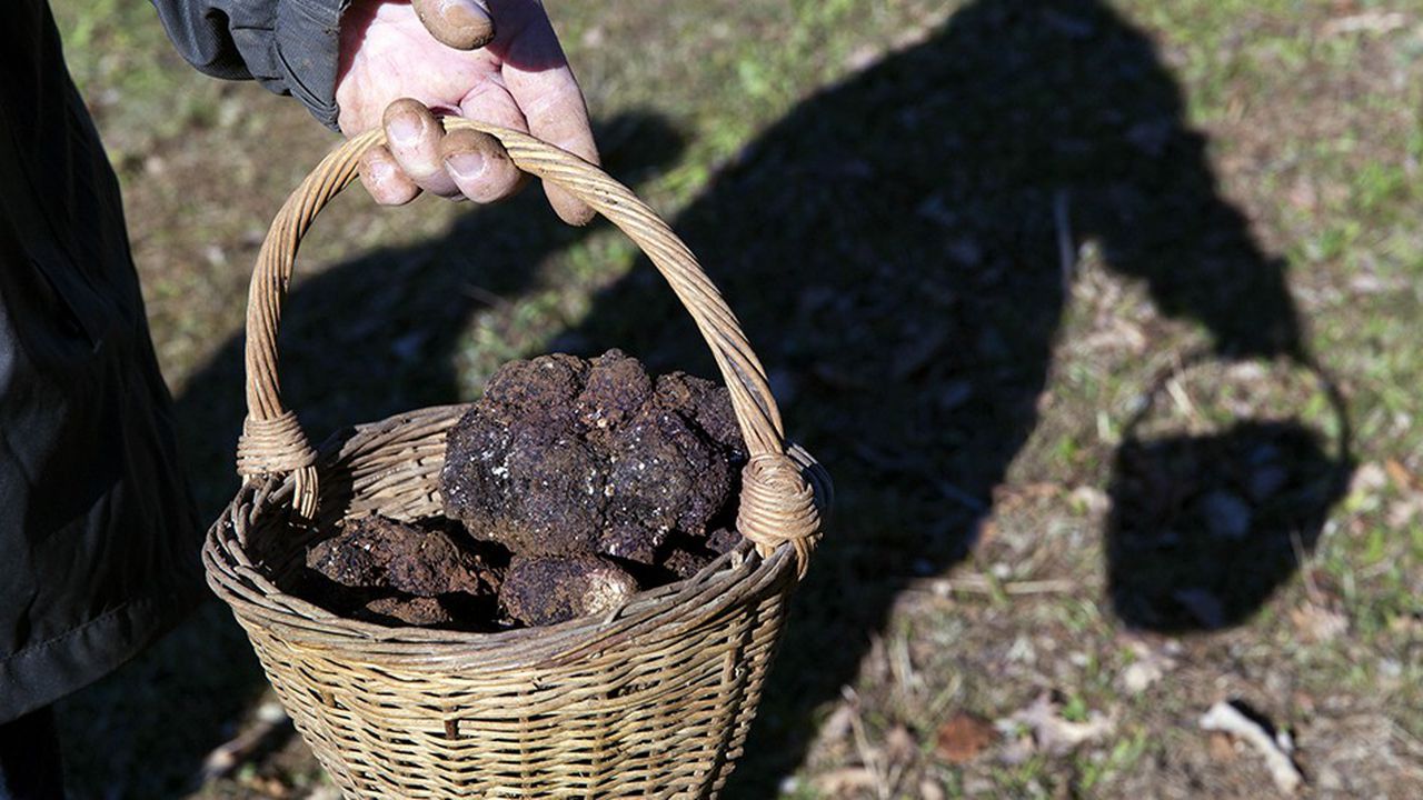 truffe