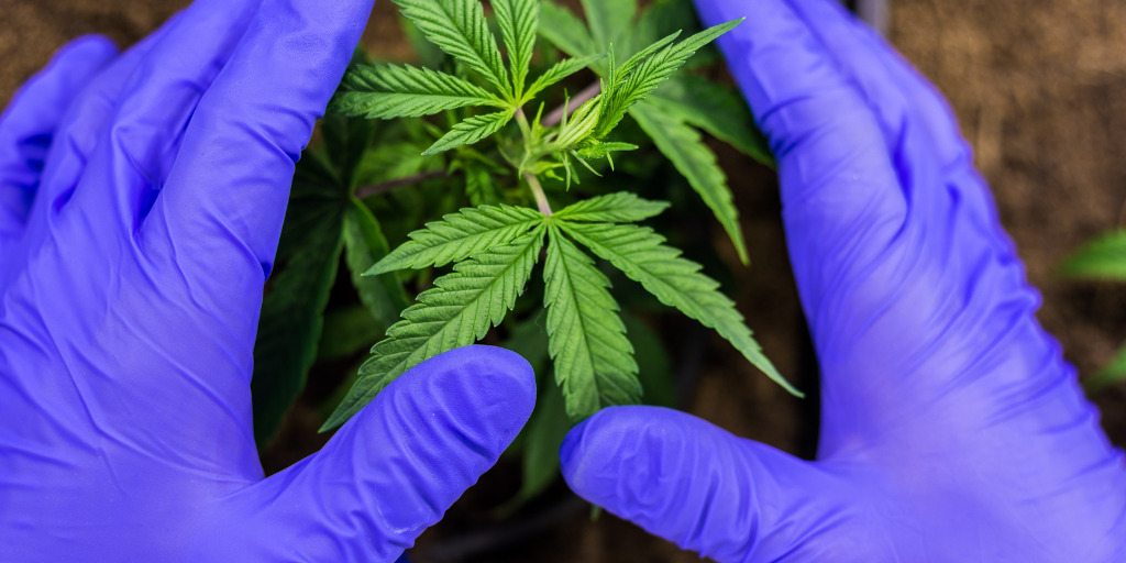 cannabis