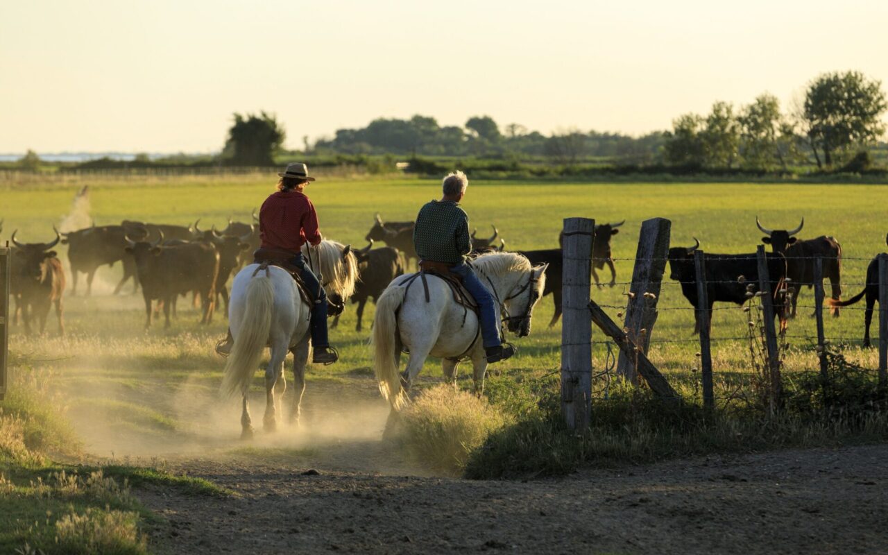 Camargue : tous unis contre une ligne à haute tension