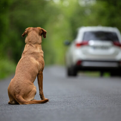 chien abandonné voiture