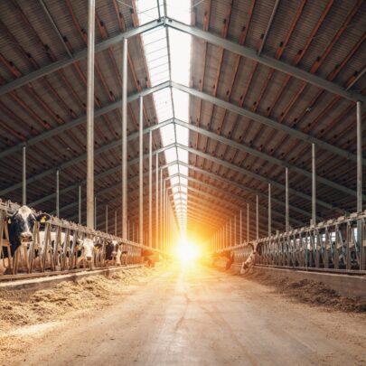 ferme vache laitière