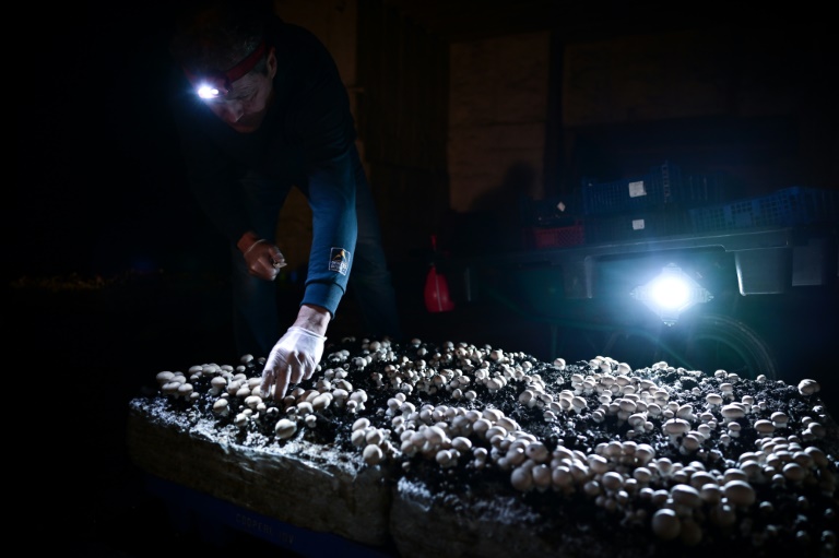 Le producteur Laurent Disson travaille dans la carrière souterraine où sont cultivés des champignons à Saint-Germain-de-la-Rivière, en Gironde, le 14 mars 2024