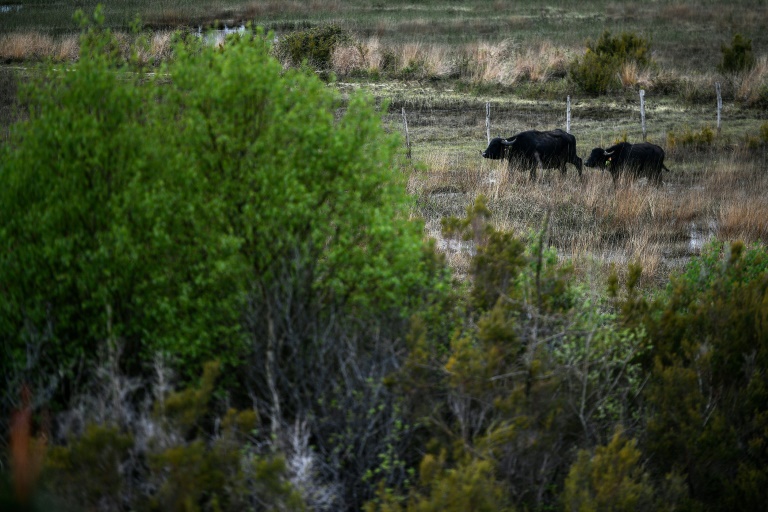 Des buffles pâturent dans la réserve naturelle de l'étang de Cousseau, en Gironde, le 11 avril 2024