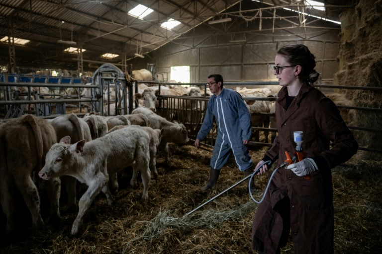 La vétérinaire Marina Abbadie (d), aidée par un agriculteur, vaccine un troupeau de jeunes bovins, le 11 avril 2024 dans une ferme près d'Avallon, dans l'Yonne