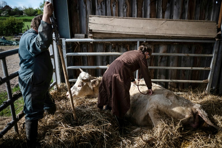La vétérinaire Marina Abbadie (d) ausculte une vache prête à vêler dans une ferme près de Cussy-les-Forges, le 11 avril 2024 dans l'Yonne