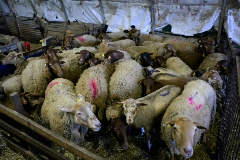 Des moutons attendent d'être tondus dans une ferme de Poliénas (Isère), le 12 avril 2024