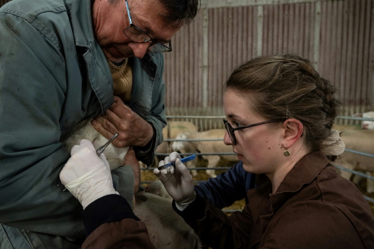 La vétérinaire Marina Abbadie (d), aidée par un agriculteur, enlève les fils de l'œil d'une brebis malade dans une ferme près d'Avallon, le 11 avril 2024 dans l'Yonne