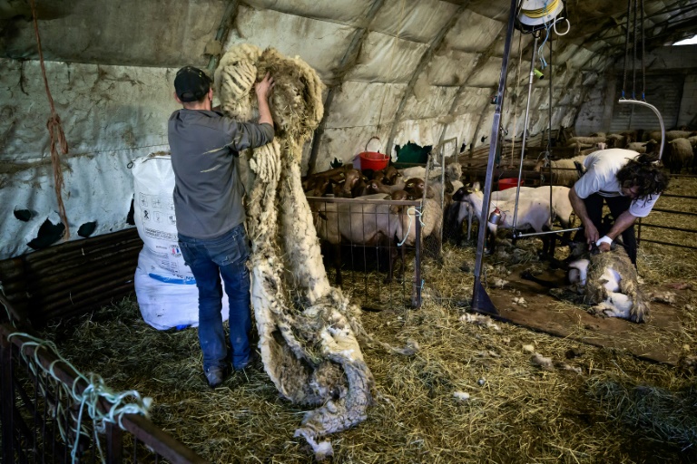 Un tondeur de moutons, à Poliénas (Isère), le 12 avril 2024