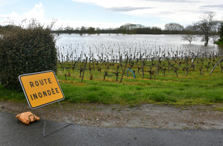 Des vignes inondées par la crue de la rivière Vienne, à Chinon (Indre-et-Loire) le 31 mars 2024
