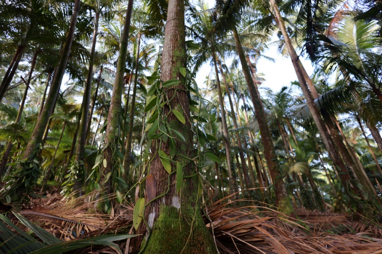 Des plants de vanille sur le tronc d'un arbre à Saint-Philippe, sur l'île de la Réunion, le 26 avril 2024