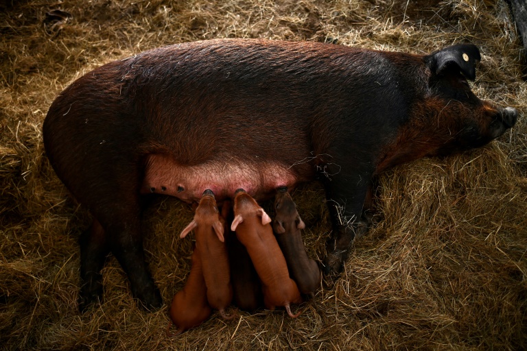 Une truie allaite ses petits dans la ferme de Jérôme Caze à Meilhan-sur-Garonne, dans le Lot-et-Garonne, le 23 janvier 2025
