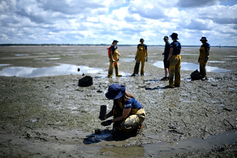 Des scientifiques de l'OFB collectent des zostères sur l'estran de l'Île aux Oiseaux pour les replanter lors d'une opération de lutte contre l'érosion et l'ensablement du Bassin d'Arcachon, le 13 mai 2025 en Gironde