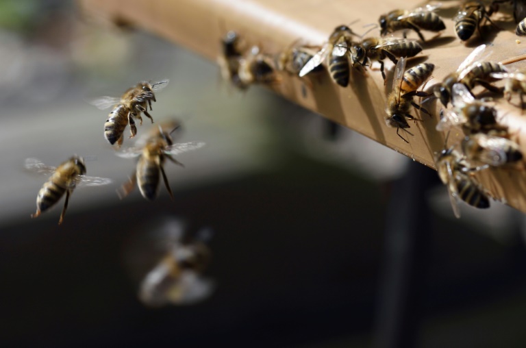 Après avoir été exposées à un pesticide, les abeilles sont marquées individuellement d'une puce