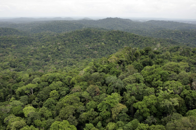 La forêt guyanaise, le 2 mars 2007