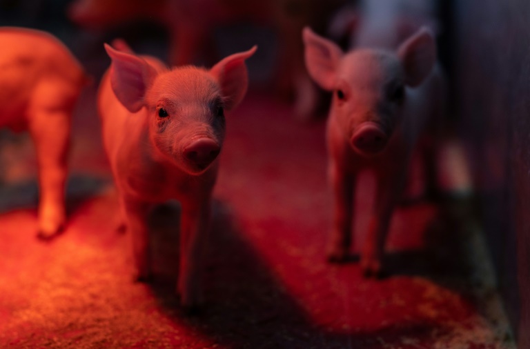 Des porcelets dans un élevage porcin à Cleden-Poher, le 21 mai 2025 dans le Finistère