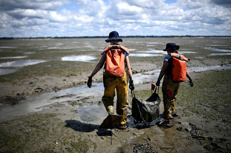 Des scientifiques de l'OFB portent un sac contenant des zostères collectées sur l'estran de l'Île aux Oiseaux lors d'une opération pour lutter contre l'érosion et l'ensablement du Bassin d'Arcachon, le 13 mai 2025 en Gironde