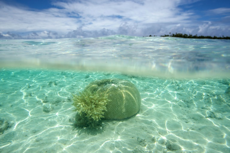 Des coraux dans un atoll de l'archipel des Tuamotu, en Polynésie française, le 14 octobre 2015