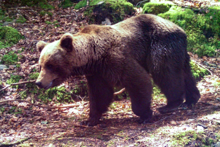 Un ours brun près de Melles, dans les Pyrénées françaises, le 4 juin 2020