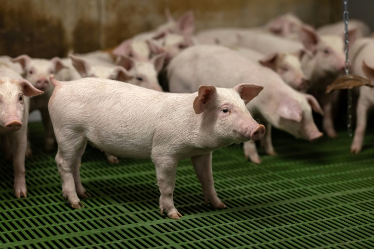 Des porcelets dans un élevage porcin à Cleden-Poher, le 21 mai 2025 dans le Finistère