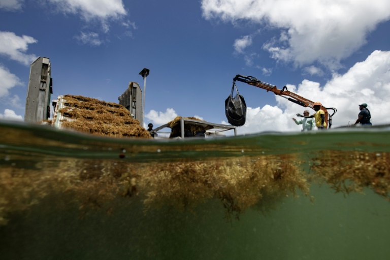 Un bateau spécialisé ramasse les sargasses en mer, au large du Francois, en Martinique, le 19 avril 2023