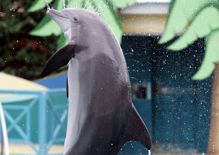 Un dauphin du Marineland d'Antibes (Alpes-Maritimes), photographié le 1er octobre 2005