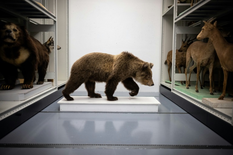 L'ourse des Pyrénées Cannelle dans le laboratoire de taxidermie du Muséum d'histoire naturelle de Toulouse, dans le sud-ouest de la France, le 17 janvier 2023