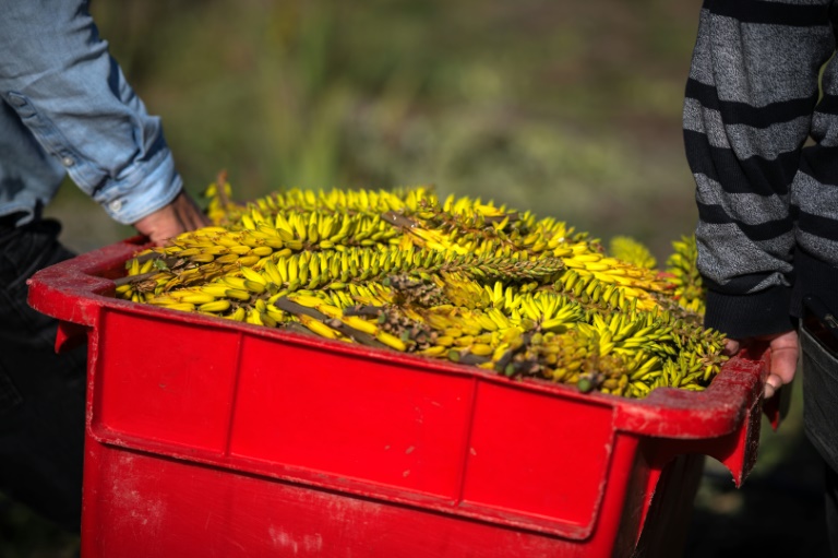 Récolte de fleurs d'aloe vera sur l'exploitation de Laurent Maynadier, à Fitou, dans l'Aude, le 6 mai 2025