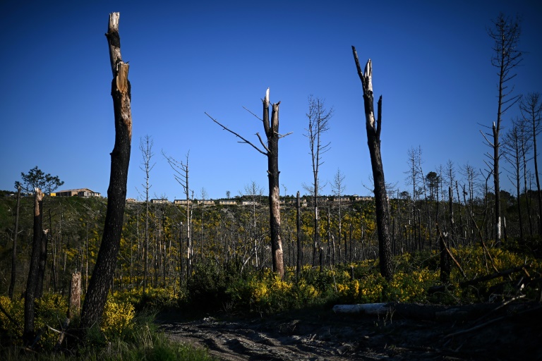 Des bungalows en bois récemment construits sur un camping dévasté par les incendies de forêt de l'été 2022 à l'arrière de la dune du Pilat, le 10 avril 2025 à La Teste-de-Buch, en Gironde