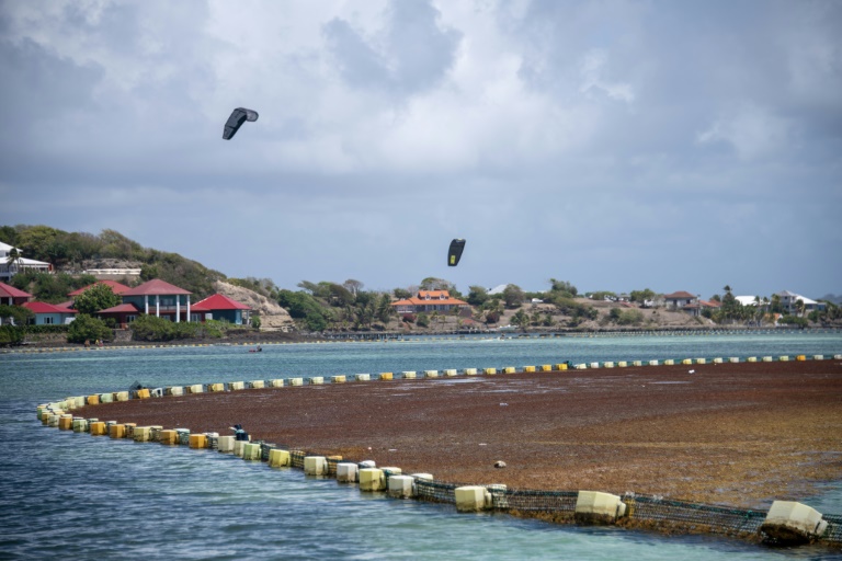 Un barrage anti-sargasses près de la côte du François, en Martinique, le 19 avril 2023
