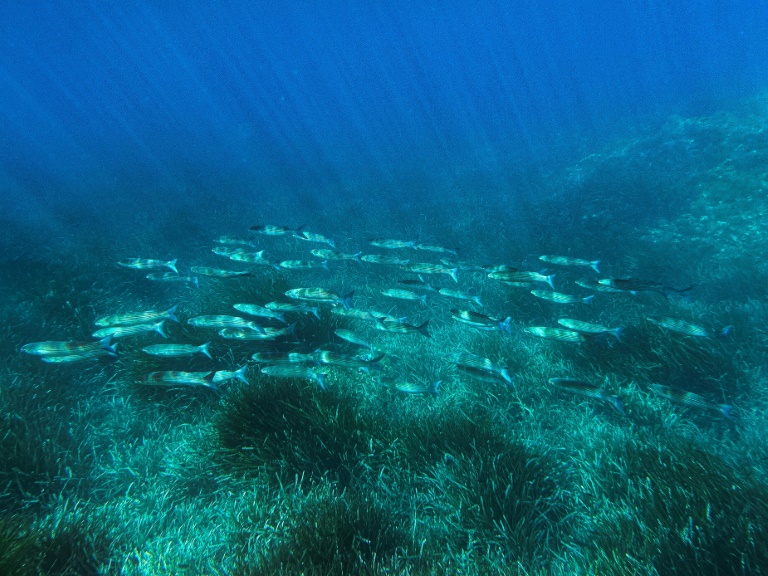 Un banc de mulets nage au-dessus de plantes marines connues sous le nom de Posidonie, dans la baie de La Palud, au large du Parc National de l'île de Port-Cros à Hyères, le 8 mai 2025 dans le Var