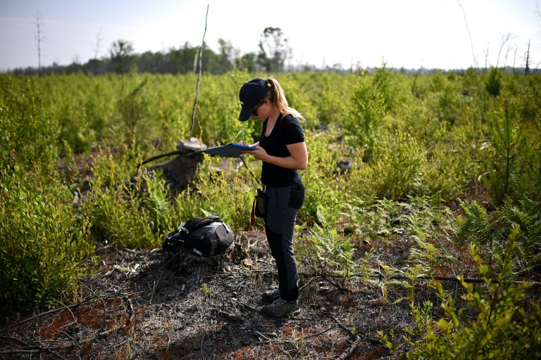 La botaniste Margaux Moreto du Conservatoire botanique national Sud-Atlantique effectue un recensement de la flore dans une zone dévastée par les incendies de 2022 à Hostens, le 11 juin 2025 en Gironde