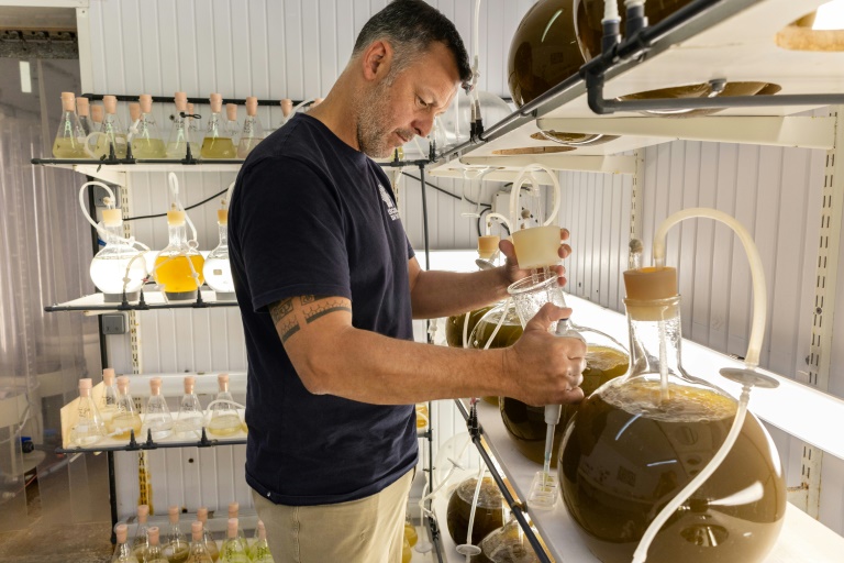 Florian Breton, directeur de l'écloserie du Tinduff prépare du phytoplancton pour les coquilles Saint-Jacques, à Plougastel-Daoulas, dans le Finistère, le 17 juin 2025