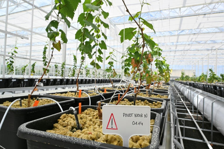 Des plants de vigne dans une serre bioclimatiqu, le 17 juin 2025 à Blancs-Coteaux, dans la Marne