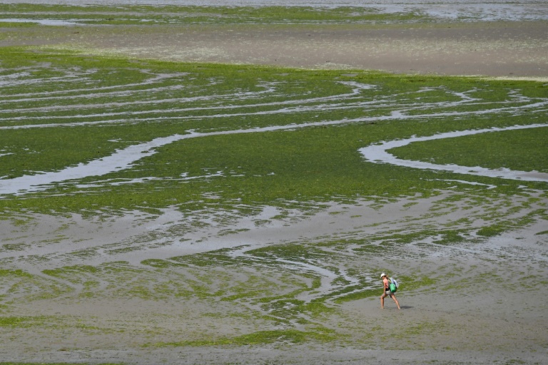 Des algues vertes sur une plage à Hillion, dans les Côte d'Armor, le 10 juillet 2019