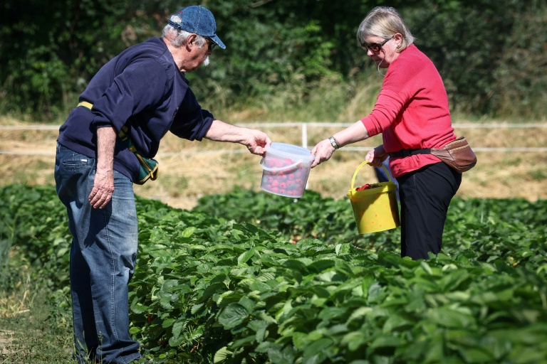Des personnes cueillent des fraises dans une ferme alsacienne où deux hectares sont consacrés à la libre-cueillette, le 30 mai 2025 à La Wantzenau, dans le Bas-Rhin