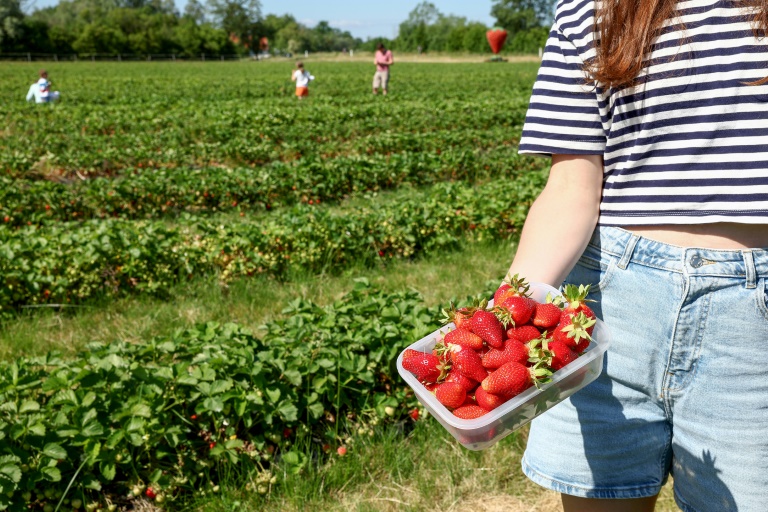 Une femme montre les fraises qu'elle a cueillies dans une ferme alsacienne où deux hectares sont consacrés à la libre-cueillette, le 30 mai 2025 à La Wantzenau, dans le Bas-Rhin