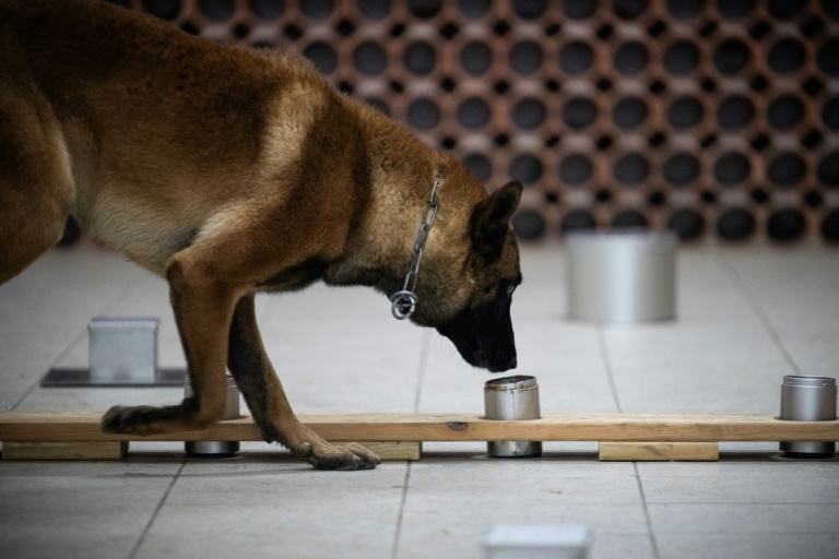 Le chien policier Snatch recherche des objets numériques lors d'un entraînement au Centre National d'Instruction Cynophile de la Gendarmerie (CNICG) à Gramat, le 19 mai 2025 dans le Lot