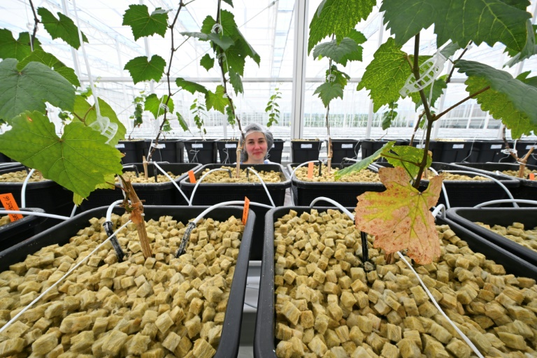 Une technicienne surveille les plants de vigne préservés dans une serre bioclimatique à Blancs-Coteaux, le 17 juin 2025 dans la Marne