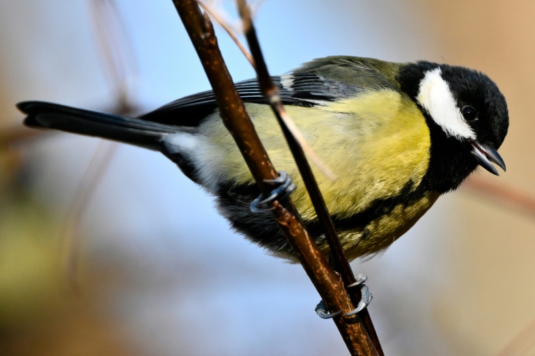 Après environ deux ans d'enquête, les forces de l'ordre avaient procédé à une vague d'interpellations dans une trentaine de lieux, et la saisie d'environ 430 oiseaux détenus dans des volières, de plus de 140 pièges ainsi que de l'argent liquide