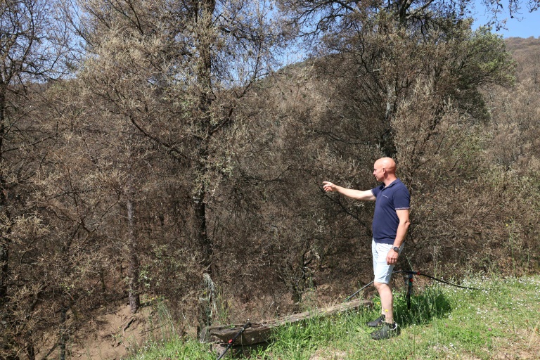 Une forêt de chênes dévastée par des chenilles du papillon bombyx à Guitera-les-Bains, en Corse, le 11 juin 2025