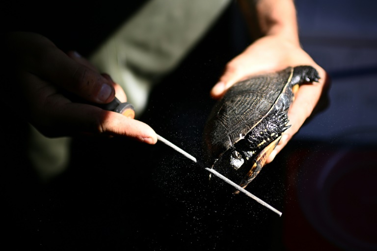 Le naturaliste François Léger lime les bords de la carapace d'une tortue cistude, récupérée dans un étang de la réserve biologique d'Hostens, de façon à pouvoir l'identifier, le 18 juin 2025 en Gironde
